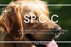 SP.C.C Éducation rééducation canine -Toulon-Cloé TERRASSE Photo
