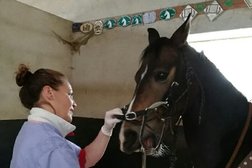 solène Baudon Dentiste Equin in Amiens