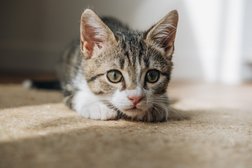 Clinique vétérinaire dédiée aux chats, lapins et rongeurs "A pas de velours" in Bordeaux